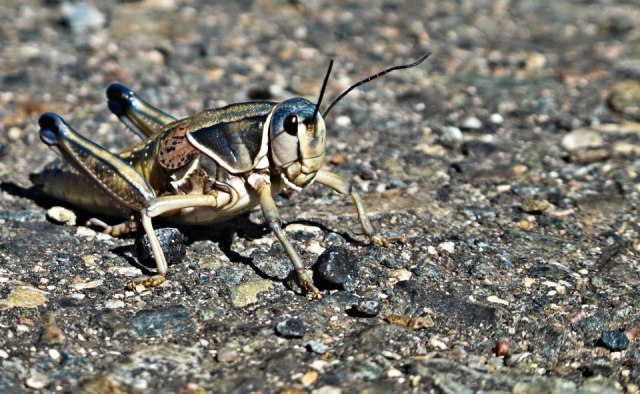 These grasshoppers were all over the road on day two of our tour.