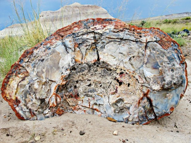 Petrified wood