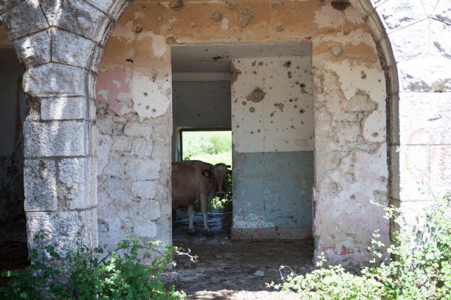 There were more cows living in the houses than people.